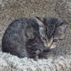 Picture of Basil