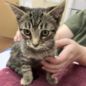 Picture of Bitty
