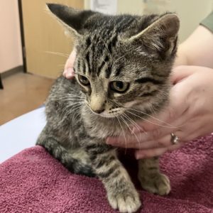 Picture of Bitty