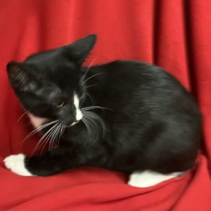 Picture of Bolero