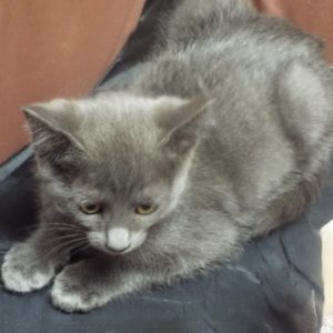 Picture of Bossa Nova