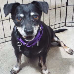 Picture of Buddy Boy