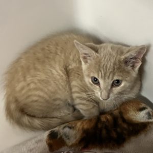 Picture of Caramel