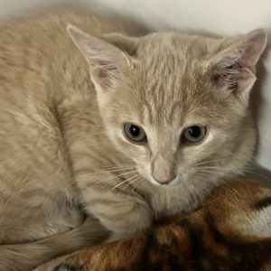Picture of Caramel
