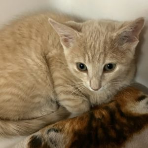 Picture of Caramel