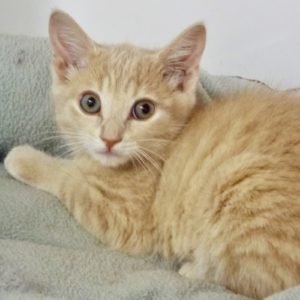 Picture of Caramel