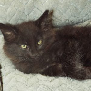 Picture of Carrier
