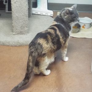 Picture of Cheyenne