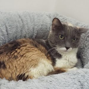 Picture of Cheyenne