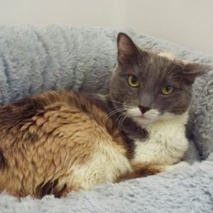 Picture of Cheyenne