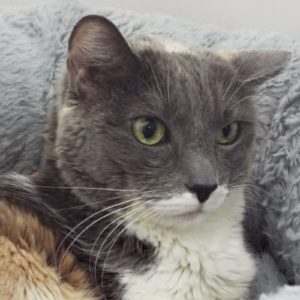 Picture of Cheyenne