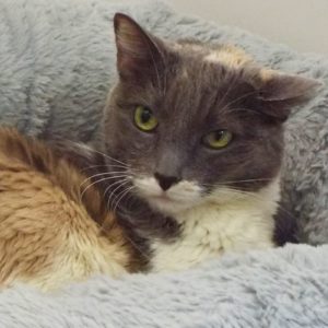 Picture of Cheyenne