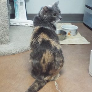 Picture of Cheyenne