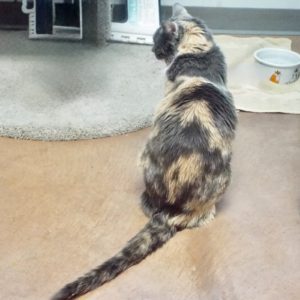 Picture of Cheyenne