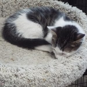 Picture of Clove