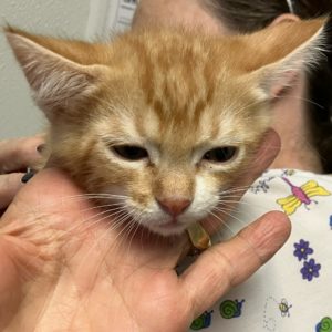 Picture of Dewey