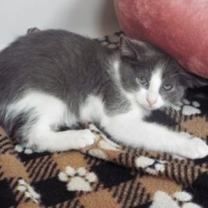 Picture of Disco