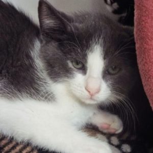 Picture of Disco