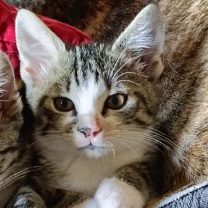 Picture of Fender