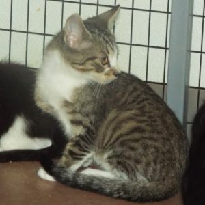 Picture of Fender
