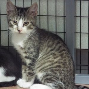 Picture of Fender