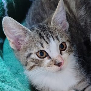 Picture of Fender
