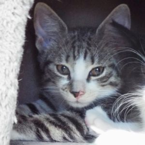 Picture of Fender