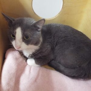 Picture of Henry