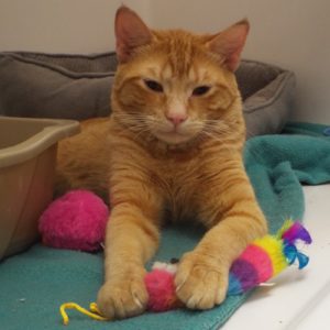 Picture of Hobbes