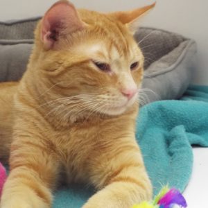 Picture of Hobbes