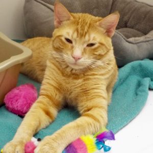 Picture of Hobbes