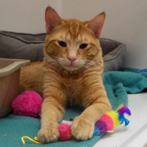 Picture of Hobbes