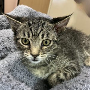 Picture of Itty