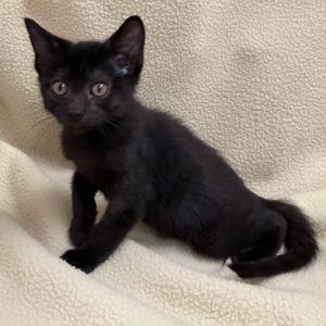 Picture of Kalahari