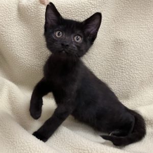 Picture of Kalahari