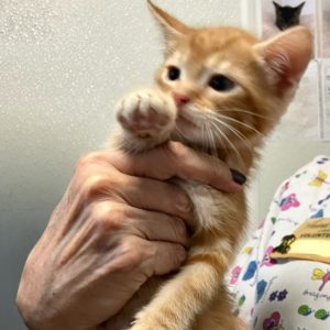 Picture of Louie