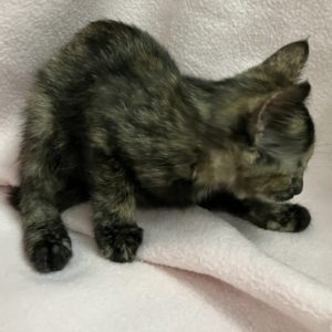 Picture of Mambo