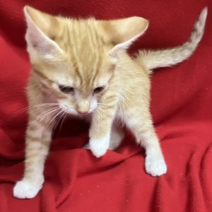 Picture of McNugget