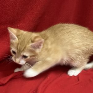 Picture of McNugget