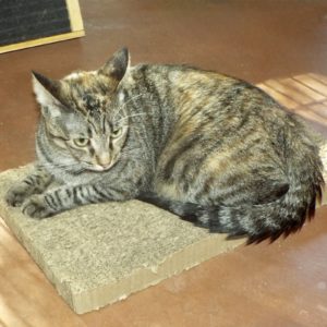 Picture of Mia