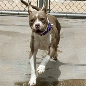 Picture of Milo