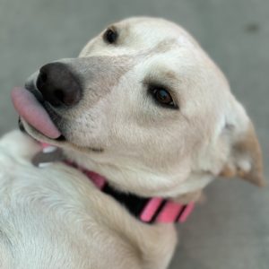 Picture of Pearl
