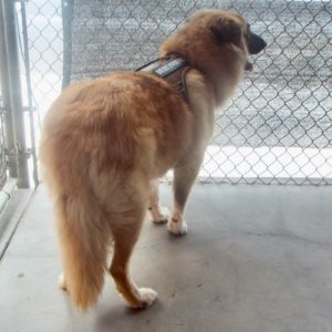 Picture of Pelly