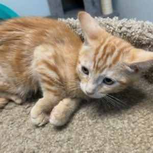 Picture of Pilsner