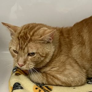 Picture of Pumpkin
