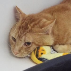 Picture of Pumpkin