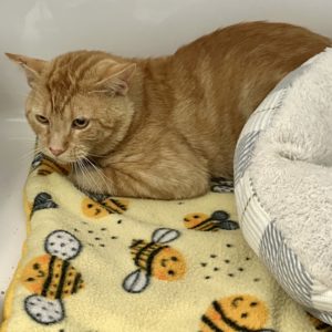 Picture of Pumpkin