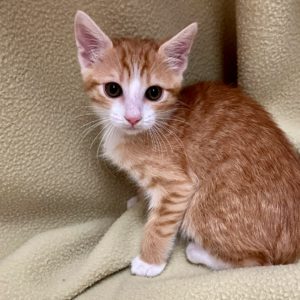 Picture of Quinn