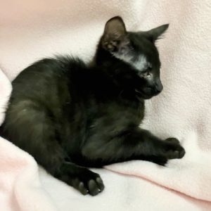 Picture of Rumba