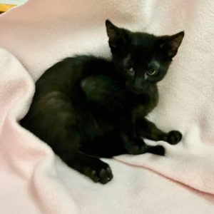 Picture of Rumba